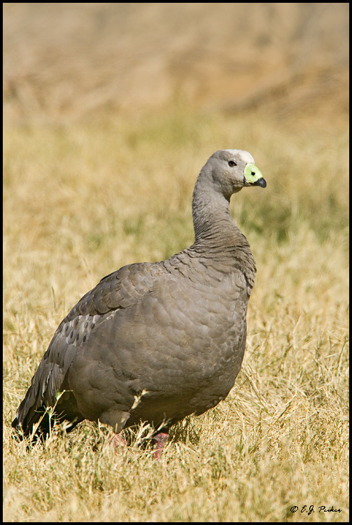 Cape Barren Goose, Litchfield Park, AZ