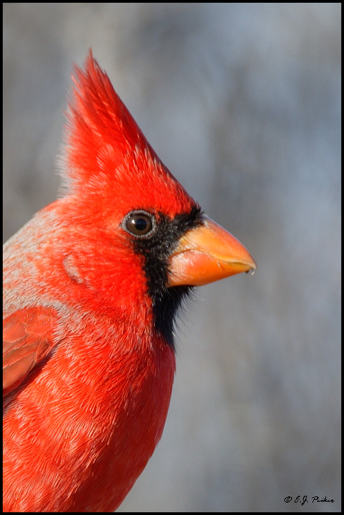 Northern Cardinal, Phoenix, AZ