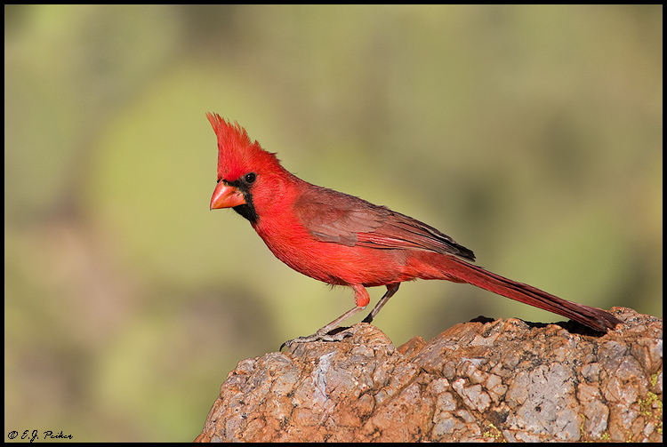 Northern Cardinal, Green Valley, AZ