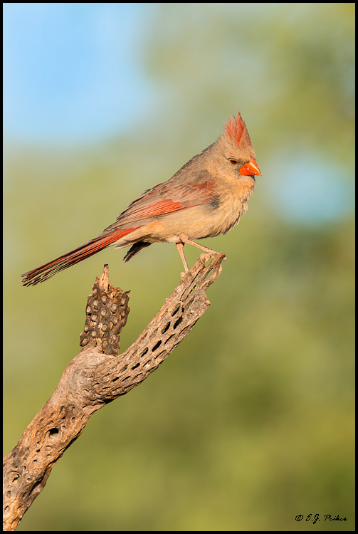 Northern Cardinal, Amado, AZ