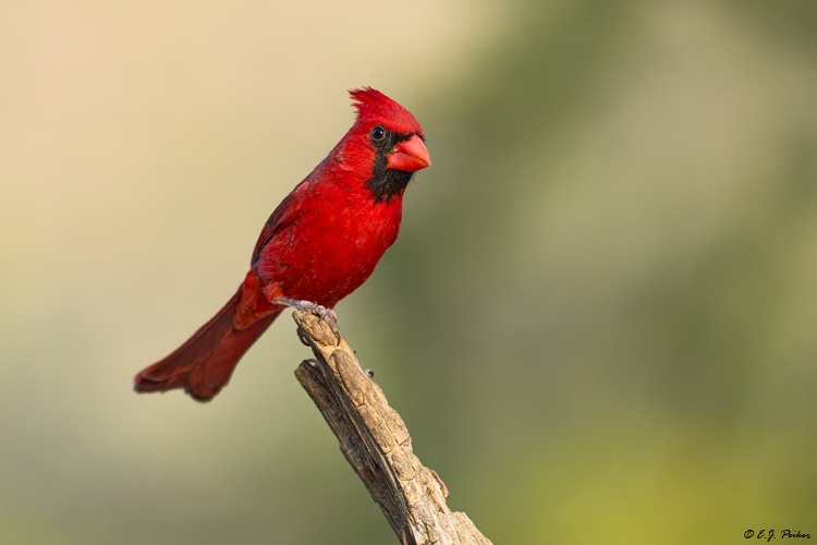 Northern Cardinal, Marana, AZ
