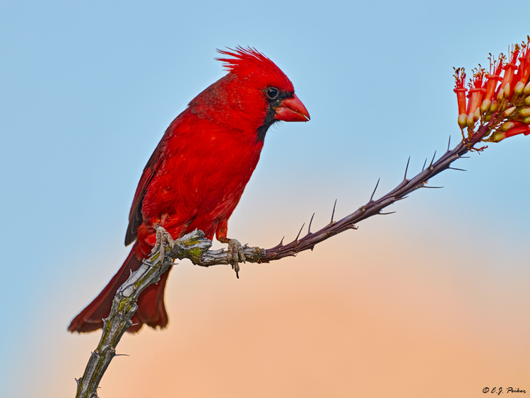 Northern Cardinal, Marana, AZ