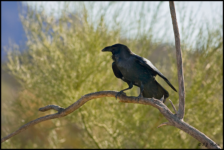 Chihuahuan Raven, Tucson, AZ