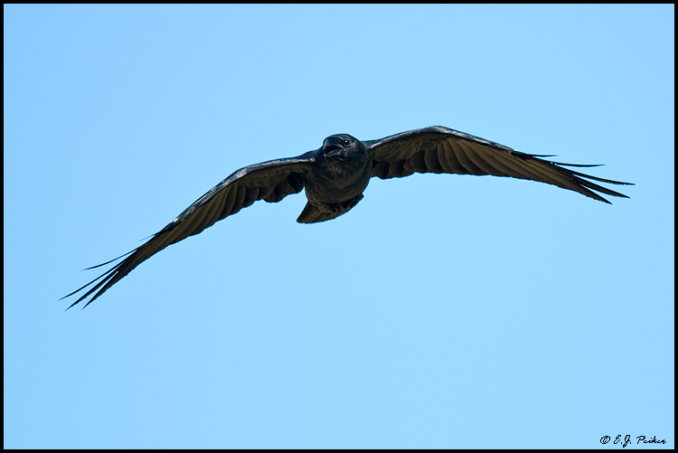 Chihuahuan Raven, Tucson, AZ