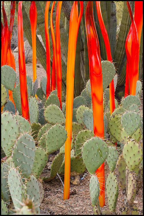 Chihuli Exhibit, Desert Botanical Garden, AZ