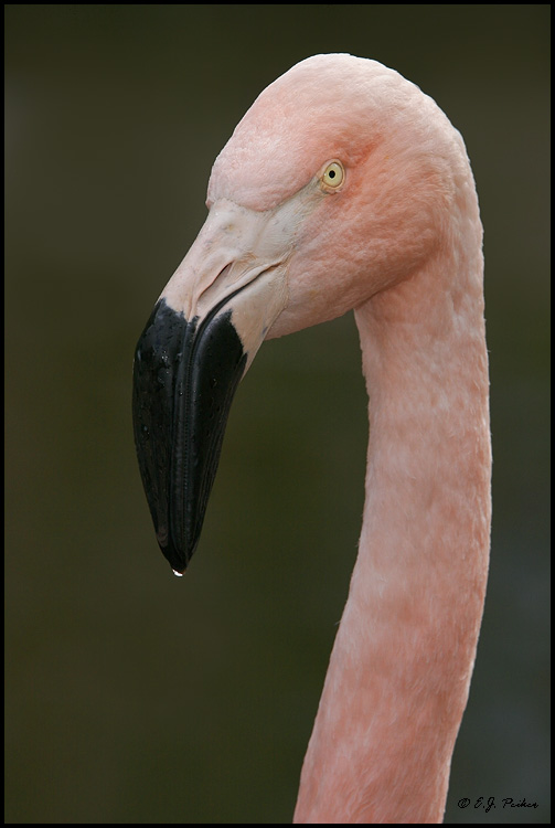 Chilean Flamingo, Tucson, AZ