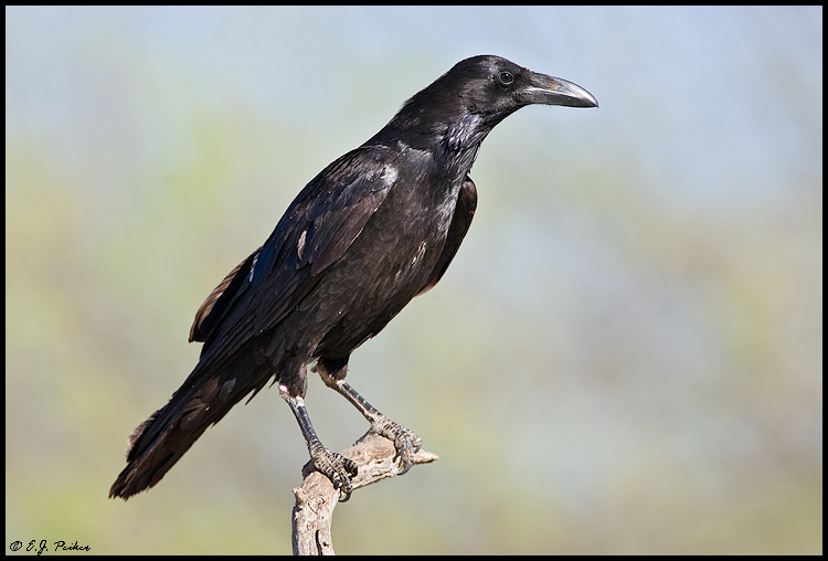 Common Raven, Tucson, AZ