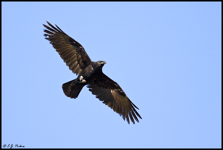 Common Raven, Tucson, AZ