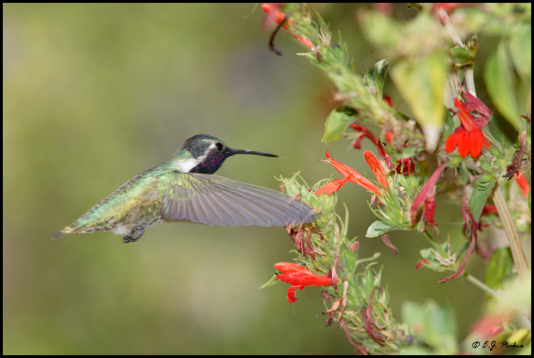 Costa's Hummingbird, Tucson, AZ