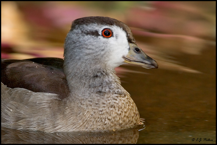 Cotton Pygmy Goose, Phoenx, AZ