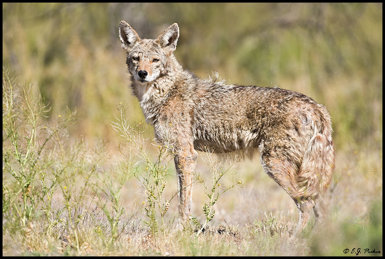 Coyote, Tucson, AZ