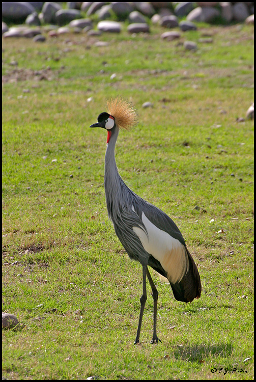 Crowned Crane, Phoenix, AZ