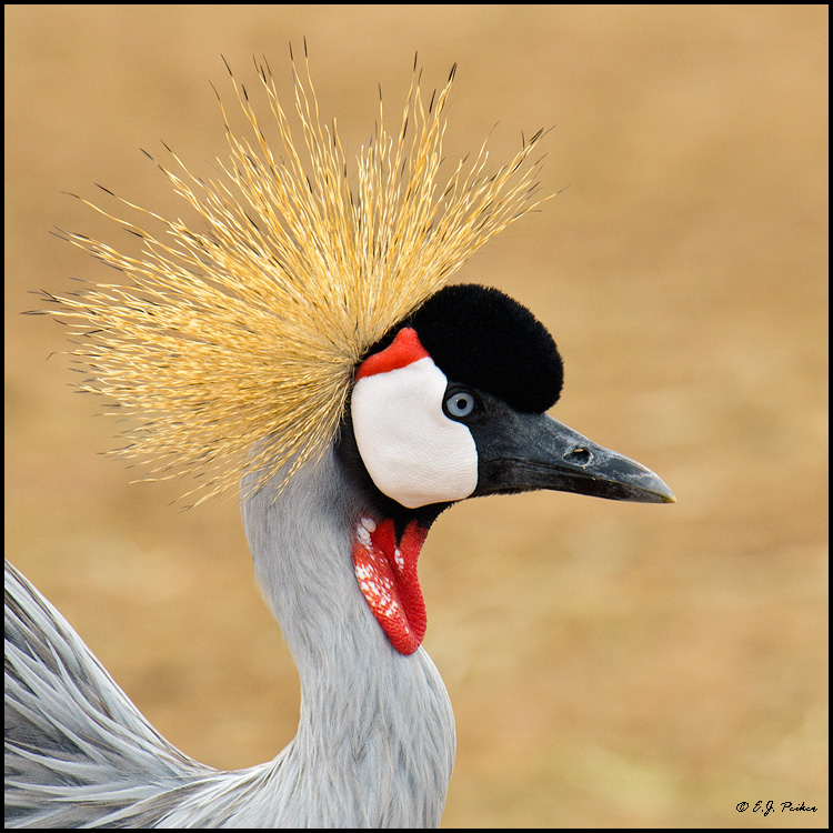 Crowned Crane, Phoenix, AZ