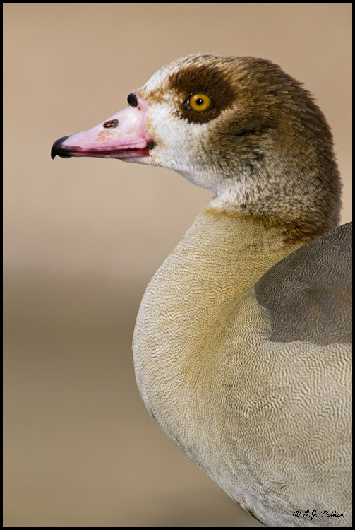 Egyptian Goose, Litchfield Park, AZ