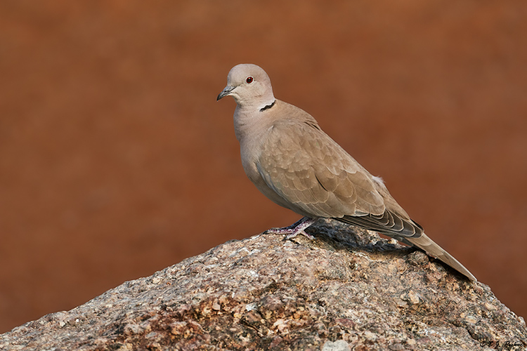Eurasian Collared Dove, Gilbert, AZ