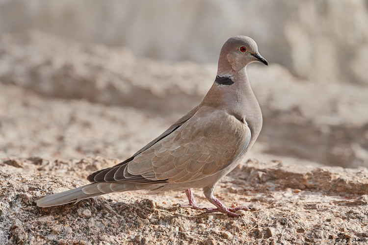 Eurasian Collared Dove, Gilbert, AZ