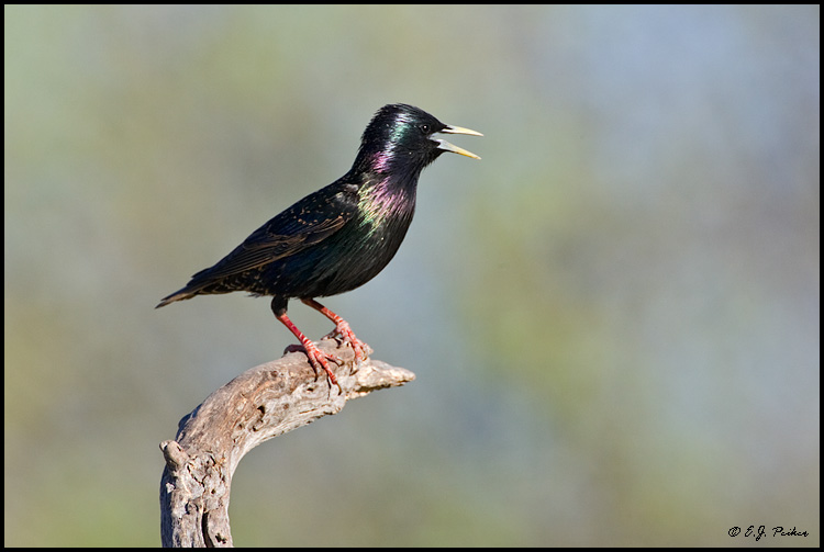 European Starling, Phoenix, AZ