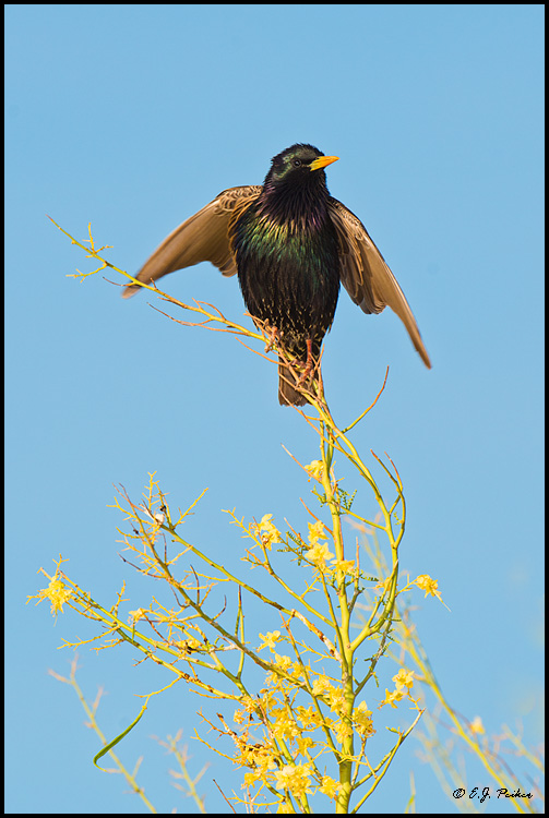 European Starling, Phoenix, AZ