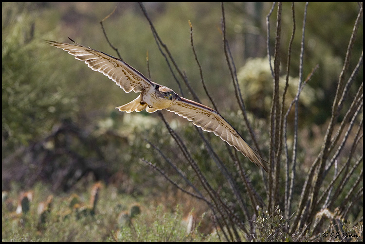 Ferruginous Hawk, Tucson, AZ