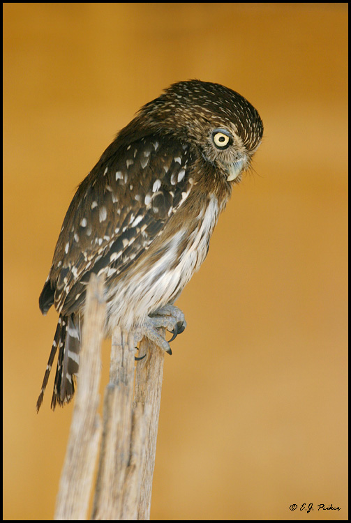 Ferruginous Pygmy Owl, Tucson, AZ