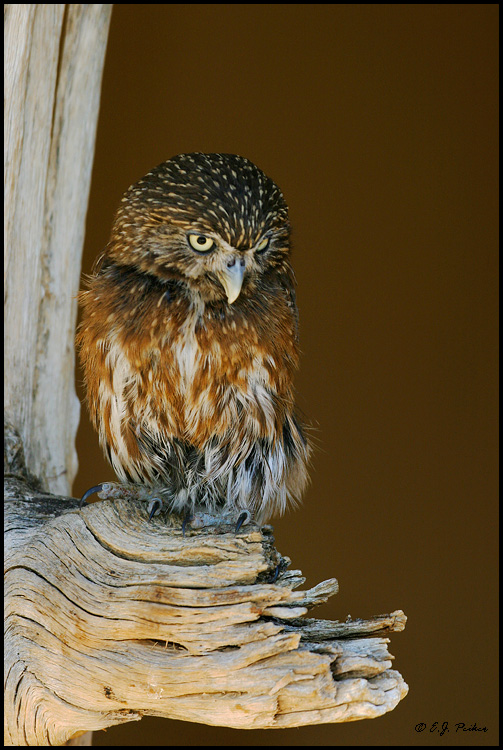 Ferruginous Pygmy Owl, Tucson, AZ