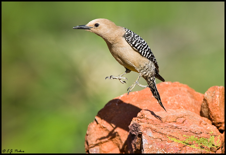 Gila Woodpecker, Green Valley, AZ