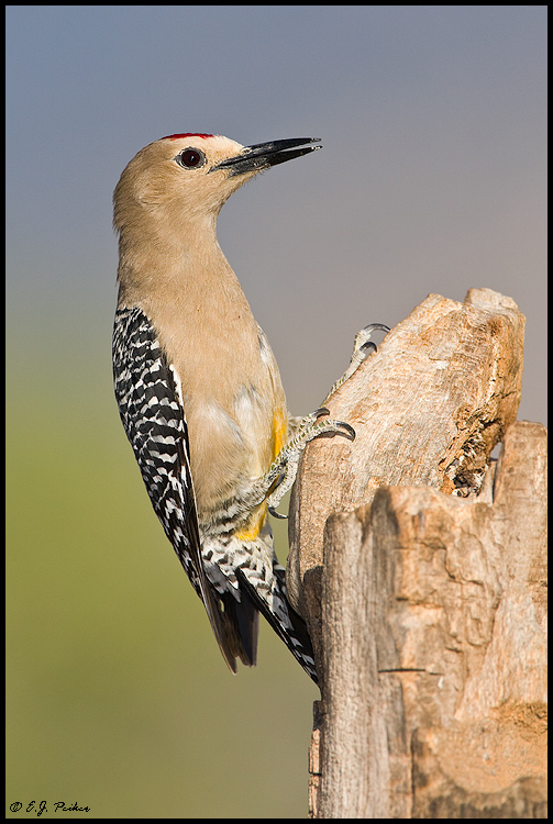Gila Woodpecker, Green Valley, AZ