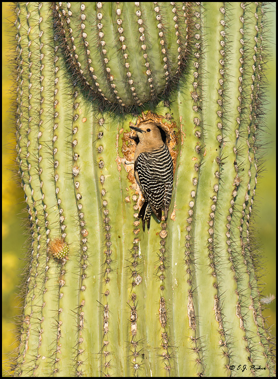 Gila Woodpecker, Gilbert, AZ
