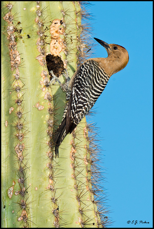 Gila Woodpecker, Gilbert, AZ