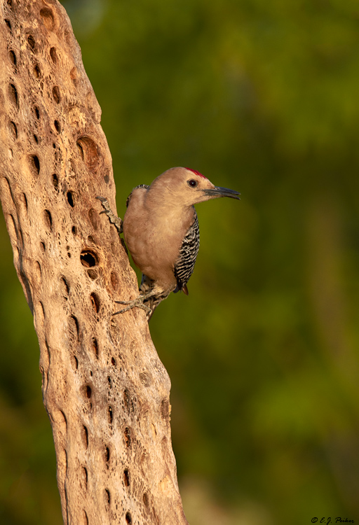 Gila Woodpecker, Amado, AZ