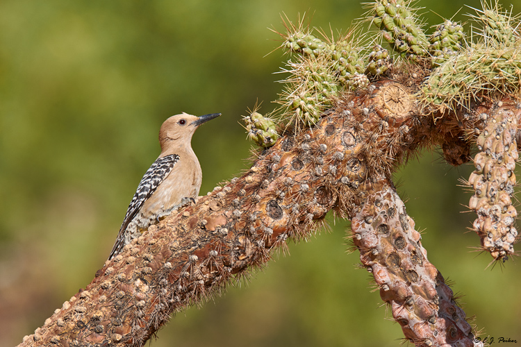 Gila Woodpecker, Amado, AZ