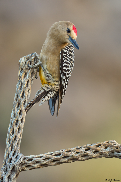 Gila Woodpecker, Marana, AZ