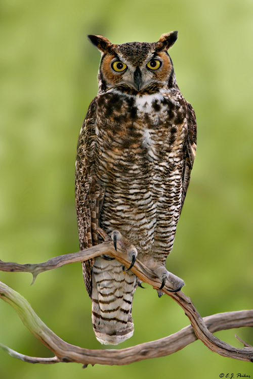 Great-horned Owl, Phoenix, AZ