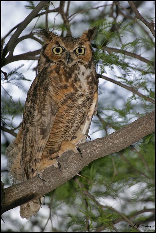 Great-horned Owl, Superior, AZ