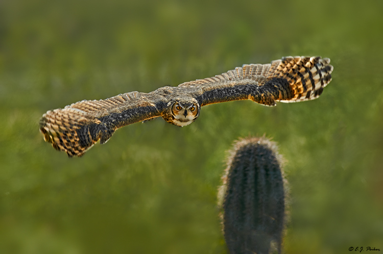 Great-horned Owl, Tucson, AZ
