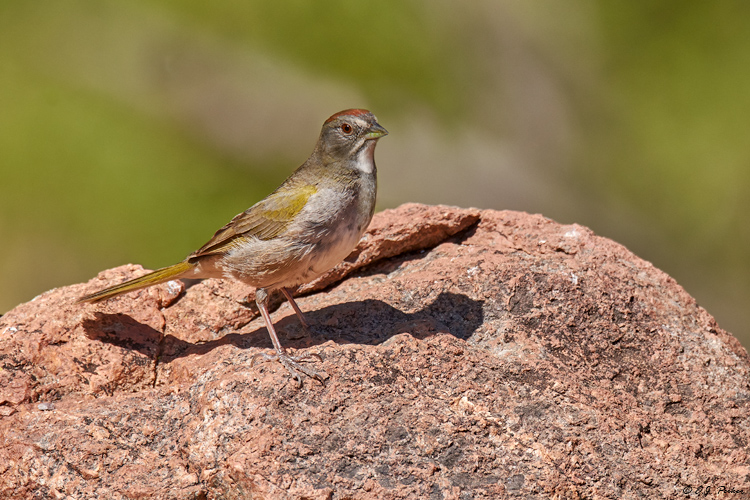 Green-tailed Towhee, Amado, AZ