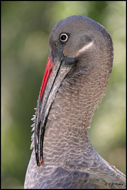 Hadeda Ibis, Litchfield Park, AZ