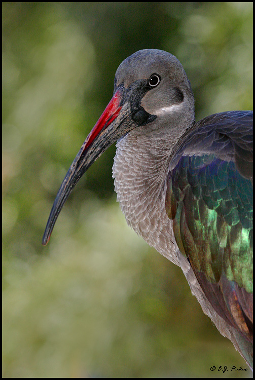 Hadeda Ibis, Litchfield Park, AZ