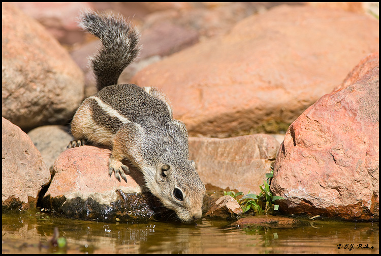 Harris' Antelope Ground Squirrel, Green Valley, AZ