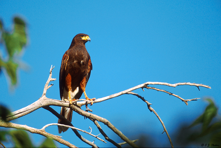Harris's Hawk, Tucson, AZ