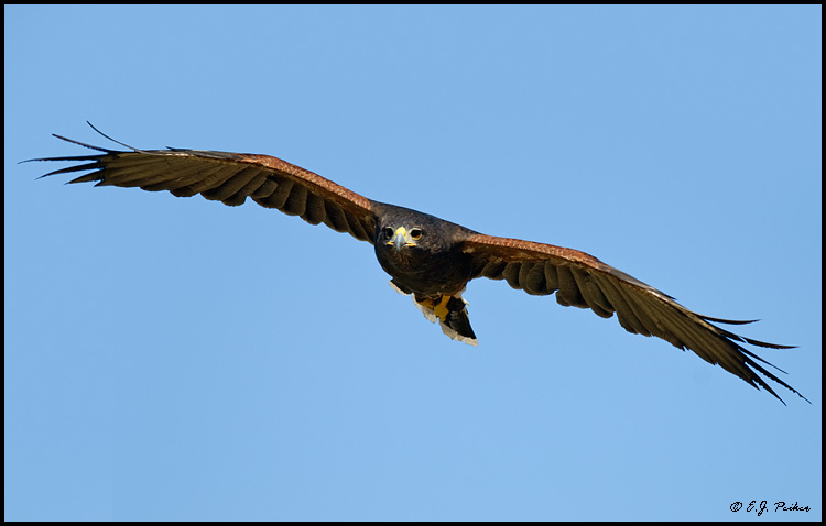 Harris's Hawk, Tucson, AZ