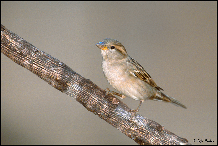 House Sparrow, Chandler, AZ