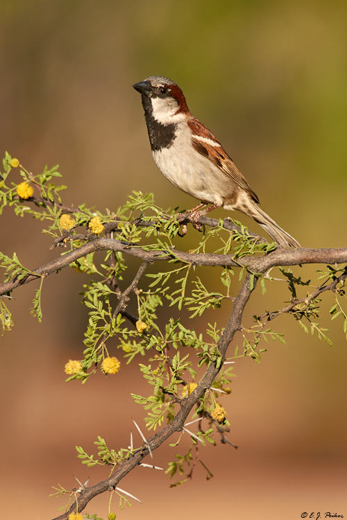 House Sparrow, Amado, AZ