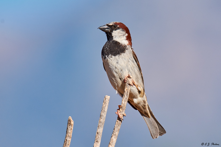 House Sparrow, Amado, AZ