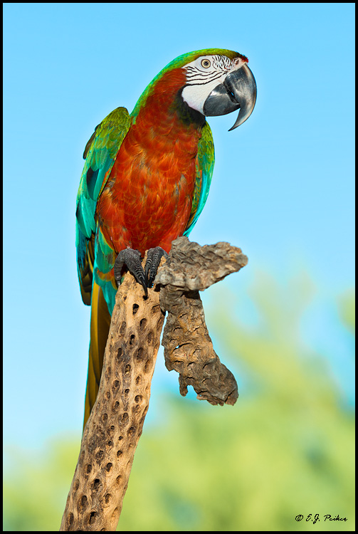 Hybrid Macaw, Mesa, AZ