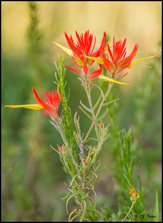 indian paintbrush embroidery