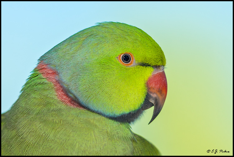 Indian Ringnecked Parrot (c), Mesa, AZ