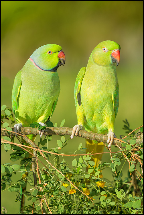 Indian Ringnecked Parrot