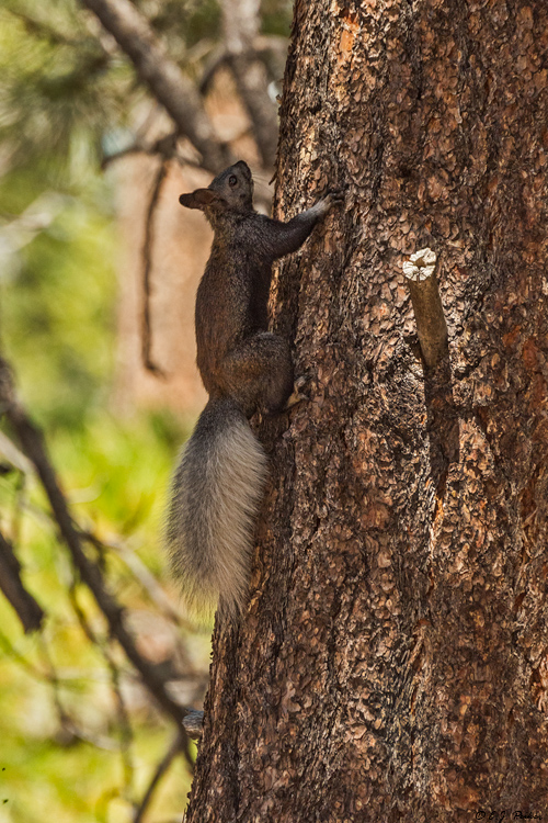 Kaibab Squirrel, Grand Canyon, AZ