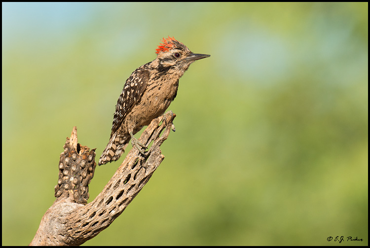 Ladder-backed Woodpecker, Amado, AZ